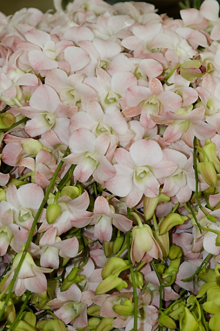 Pak khlong talat-009